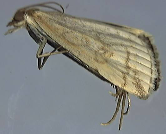 Udea lutealis